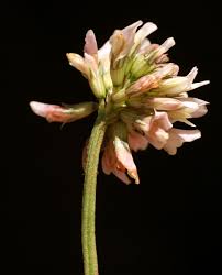 Attēlu rezultāti vaicājumam “Trifolium repens fruit”