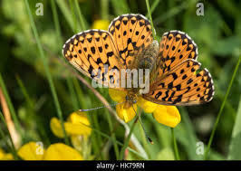 Attēlu rezultāti vaicājumam “Clossiana euphrosyne upperside”