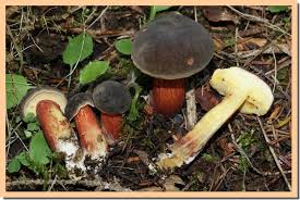 Attēlu rezultāti vaicājumam “Xerocomus pruinatus”