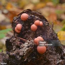 Attēlu rezultāti vaicājumam “Lycogala epidendrum s.str. macro”