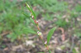 Attēlu rezultāti vaicājumam “Polygonum aviculare leaf”