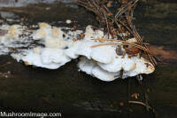 Attēlu rezultāti vaicājumam “Postia leucomallella”