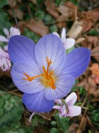 Attēlu rezultāti vaicājumam “Crocus speciosus”