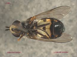 Attēlu rezultāti vaicājumam “Didea alneti”