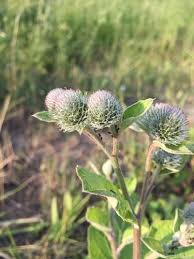 Attēlu rezultāti vaicājumam “Arctium tomentosum”