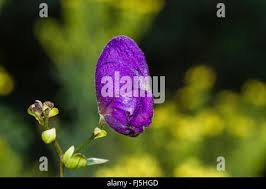 Attēlu rezultāti vaicājumam “Aconitum napellus bud”