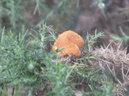 Attēlu rezultāti vaicājumam “Rimbachia neckerae”