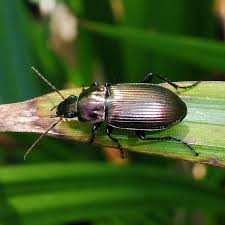 Attēlu rezultāti vaicājumam “Poecilus cupreus”