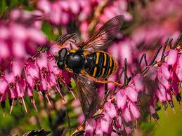 Attēlu rezultāti vaicājumam “Sericomyia sp.”