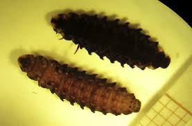 Attēlu rezultāti vaicājumam “Leiodidae larva”