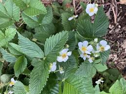 Attēlu rezultāti vaicājumam “Fragaria moschata flower”