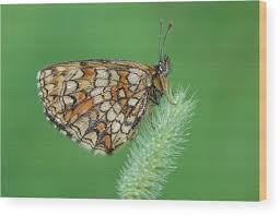 Attēlu rezultāti vaicājumam “Mellicta athalia underside”