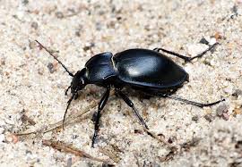 Attēlu rezultāti vaicājumam “Carabus glabratus”