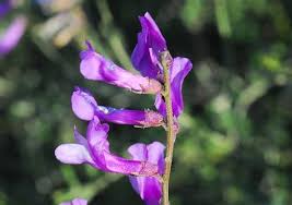 Attēlu rezultāti vaicājumam “Vicia tenuifolia”