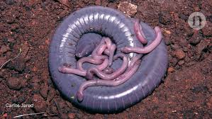 Attēlu rezultāti vaicājumam “Caenolyda reticulata”