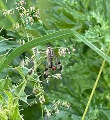 Attēlu rezultāti vaicājumam “Poa pratensis fruit”