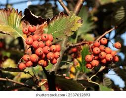 Attēlu rezultāti vaicājumam “Sorbus intermedia fruit”