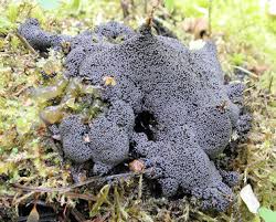 Attēlu rezultāti vaicājumam “Badhamia lilacina plasmodium”