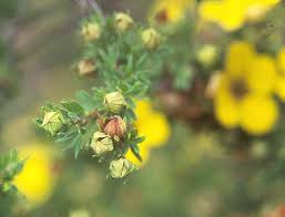 Attēlu rezultāti vaicājumam “Pentaphylloides fruticosa leaf”
