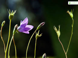 Attēlu rezultāti vaicājumam “Campanula patula fruit”