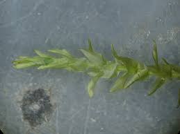 Attēlu rezultāti vaicājumam “Calliergon cordifolium”