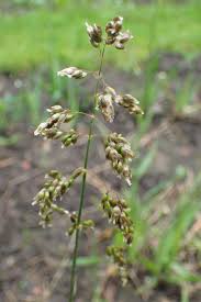 Attēlu rezultāti vaicājumam “Hierochloe odorata”
