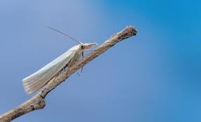 Attēlu rezultāti vaicājumam “Crambus hamella”
