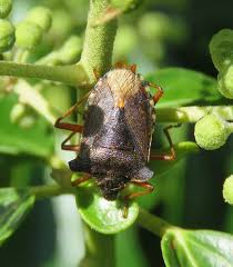 Attēlu rezultāti vaicājumam “Pentatoma rufipes”