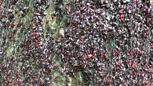 Attēlu rezultāti vaicājumam “Pyrrhocoris apterus nymph”