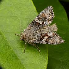 Attēlu rezultāti vaicājumam “Lacanobia contigua imago”