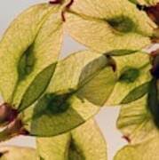 Attēlu rezultāti vaicājumam “Ulmus glabra fruit”