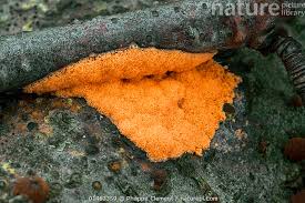 Attēlu rezultāti vaicājumam “Dictydiaethalium plumbeum”