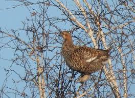 Image result for Tetrao tetrix