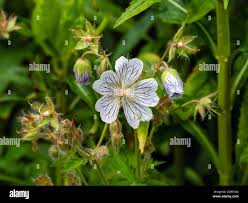 Attēlu rezultāti vaicājumam “Geranium pratense bud”