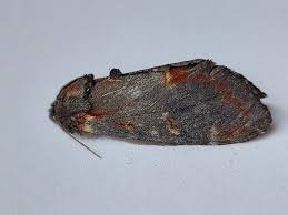 Attēlu rezultāti vaicājumam “Notodonta dromedarius”