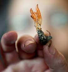 Attēlu rezultāti vaicājumam “Cordyceps”