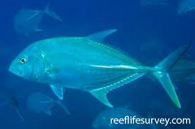 Image result for Caranx lugubris