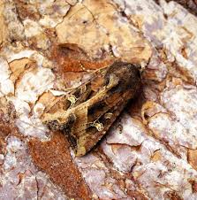 Attēlu rezultāti vaicājumam “Celaena leucostigma”