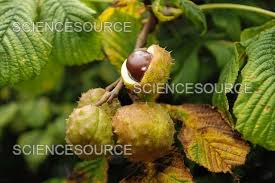 Attēlu rezultāti vaicājumam “Aesculus hippocastanum fruit”