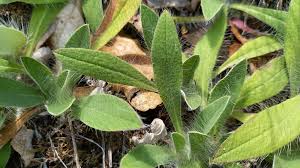 Attēlu rezultāti vaicājumam “Pilosella officinarum leaf”