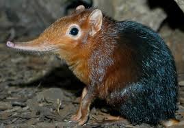 Attēlu rezultāti vaicājumam “Insectivora”