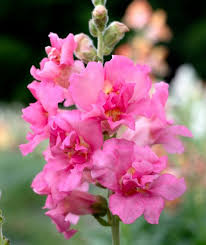 Attēlu rezultāti vaicājumam “Antirrhinum majus flower”