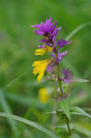 Attēlu rezultāti vaicājumam “Melampyrum nemorosum”