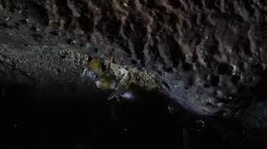 Attēlu rezultāti vaicājumam “Formica rufa pupa”