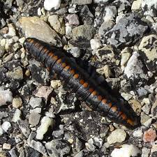 Attēlu rezultāti vaicājumam “Cucullia lucifuga larva”