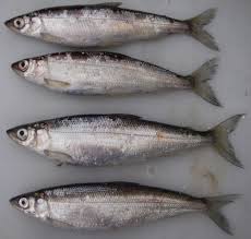 Image result for Coregonus albula