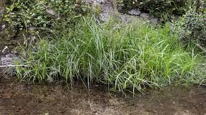 Attēlu rezultāti vaicājumam “Scirpus sylvaticus”
