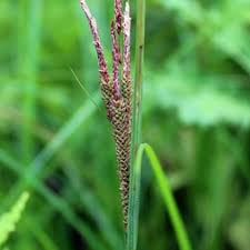 Attēlu rezultāti vaicājumam “Carex acuta leaf”