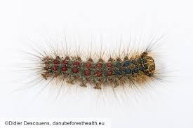 Attēlu rezultāti vaicājumam “Lymantria monacha pupa”