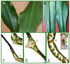 Attēlu rezultāti vaicājumam “Allium ursinum leaf”